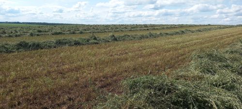 Терлек азыгы хәзерләү алдынгылары (+ бик күп фото)