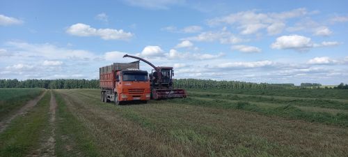 Терлек азыгы хәзерләү алдынгылары (+ бик күп фото)