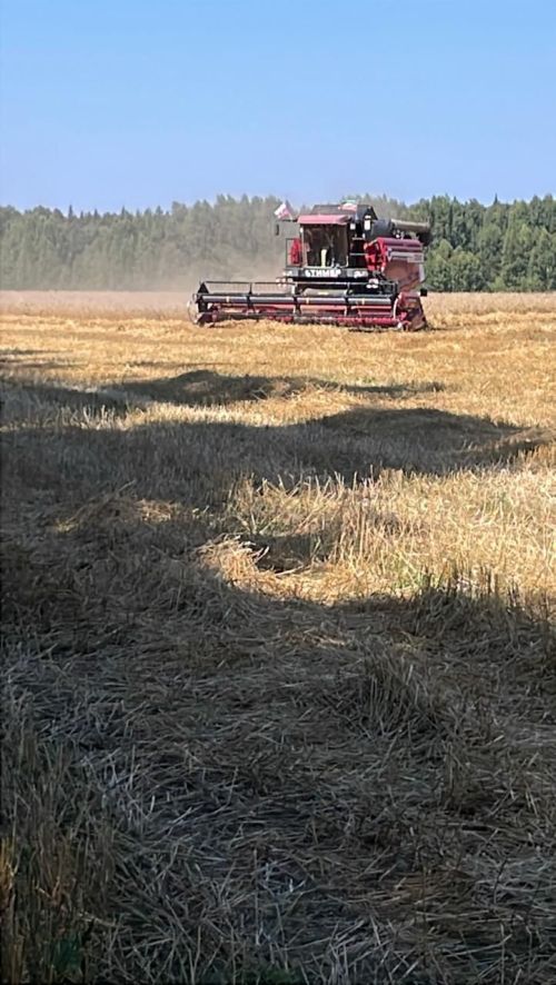 Сосна хуҗалыгы басуларында эш гөрли