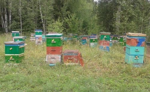 Татарстанда умарталарны да терки башладылар: бу эшне кайчанга кадәр төгәлләргә кирәк?