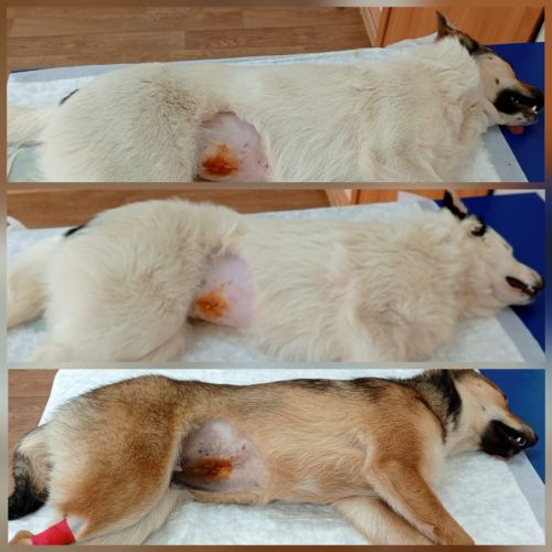 Әнисә ташландык этләргә, мәчеләргә ярдәм итә