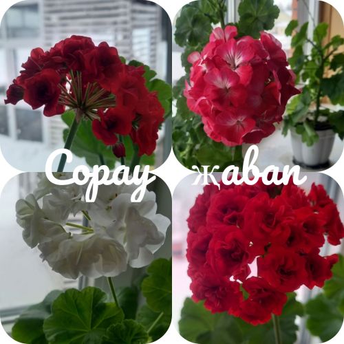 Пенсиягә кагылышлы сорауларга җаваплар