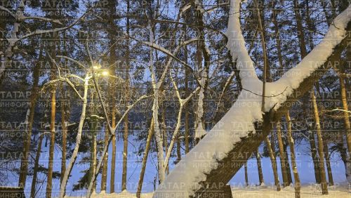 Яңа елны урманда каршылаганнар