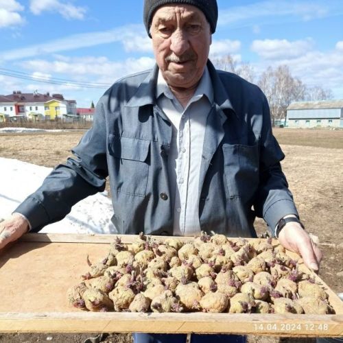Госман Хәсәншин Балтачта беренчеләрдән булып бәрәңге утыртты