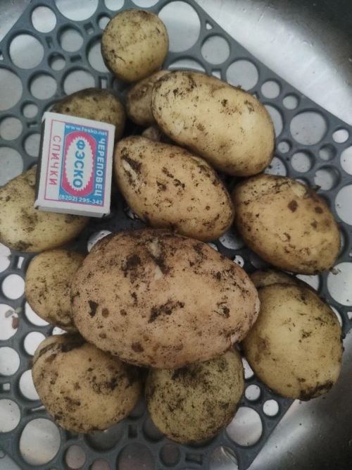 Бакчачы иртә бәрәңге үстерү серләрен ачты