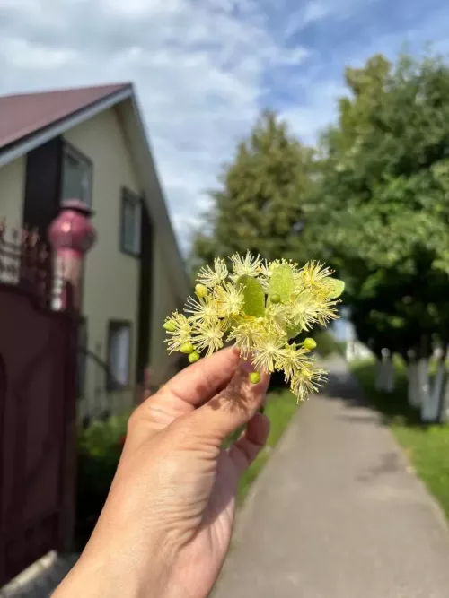 Юкә чәчәге холестеринны киметә