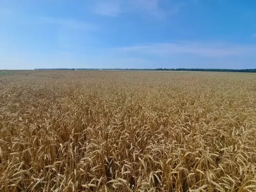 Җәйге минутларның  кадерле икәнен игенче аңлый