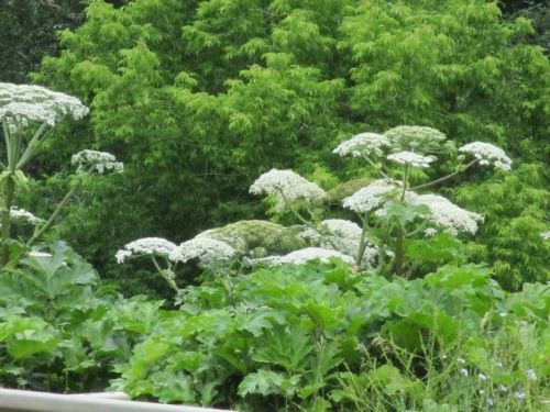Район башлыгы балтырган (борщевик) үсемлегенә каршы көрәшне кичекмәстән көчәйтү бурычын куйды