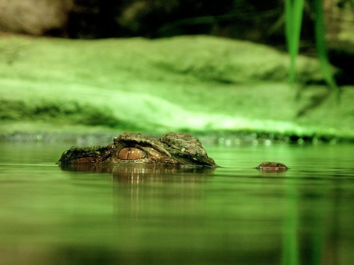 Крокодилга тап булганнар