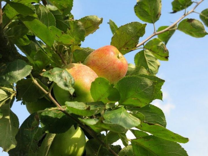 Сентябрь – бакчада эш бетте дип җиңел сулар өчен сәбәп түгел әле