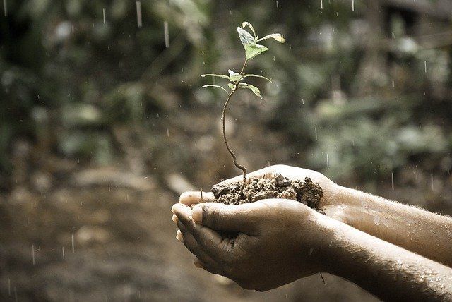 Дождливая погода способствует увеличению количества и росту сорняков на полях – Россельхозцентр Татарстана