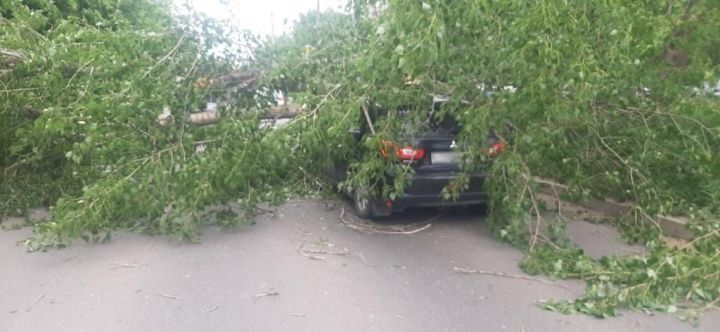 Көчле давыл нәтиҗәсендә агачлар ауган: зыян күрүче дә бар