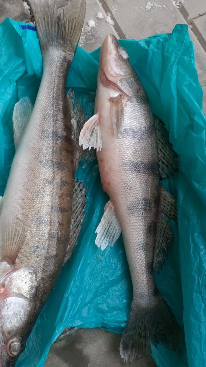 Сыла балыгы, ак балык, тәмле балык