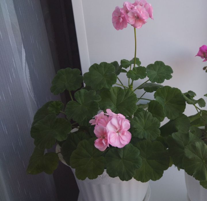 Яраннарны зур чүлмәккә утыртмагыз!