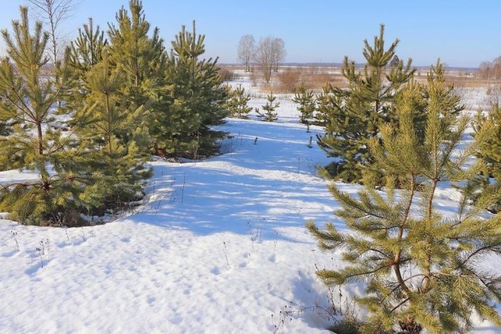 Урман хуҗалыгы министрлыгы рөхсәтсез чыршы кискән өчен штраф салу турында искәртте