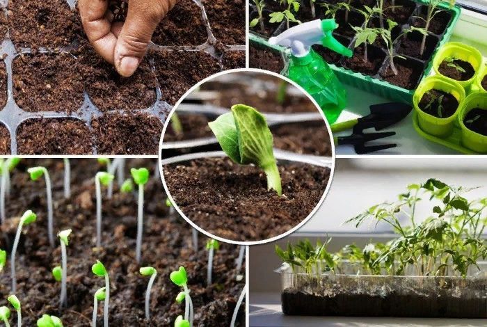 Февральгә бакчачылар өчен ай календаре