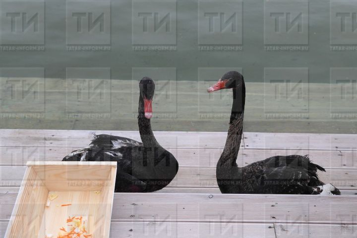 Үз куллары белән улының бәхетен җимерде