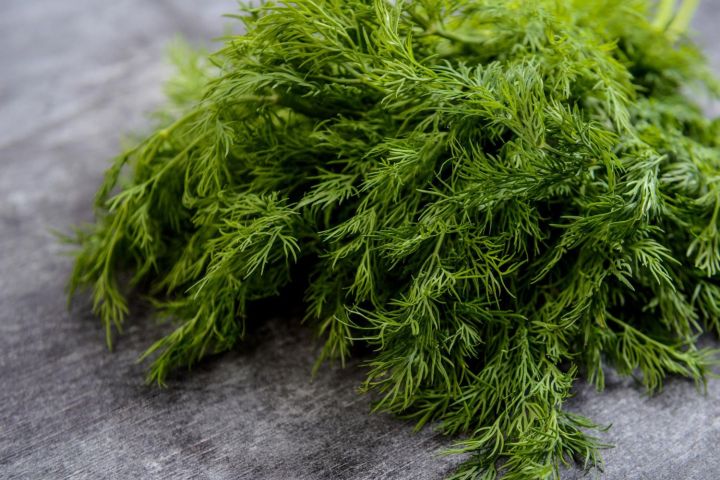 Укропны белеп кулланасызмы?