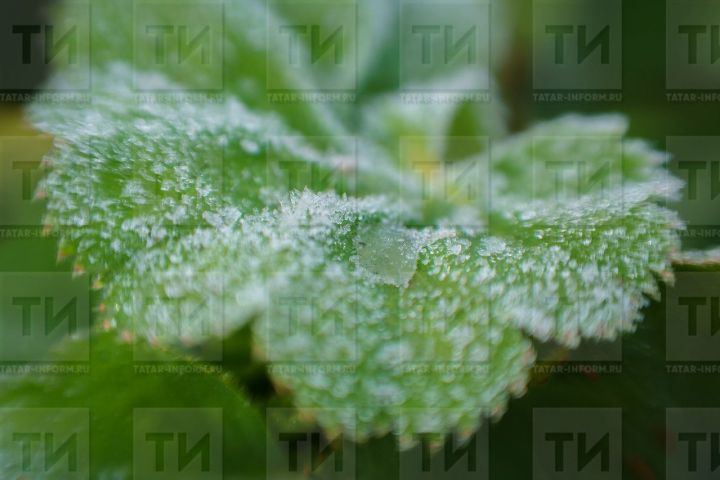 Туңган үсемлекләргә ярдәм итеп була