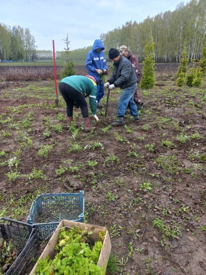 Балтачлылар  54 гектардан артык мәйданда яшь агач үсентеләре утыртты (фото)