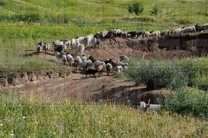 55 сарыкны һәм бер сыерны яшен сугып үтергән