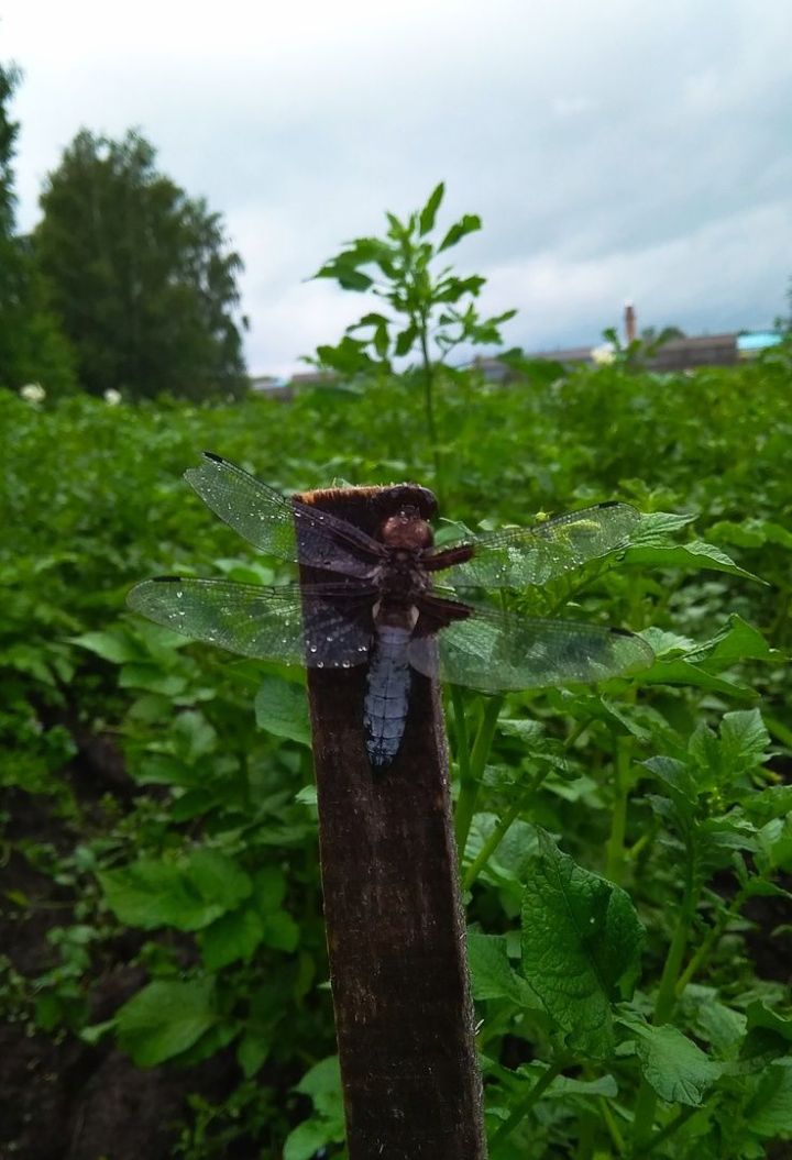 Салкынча һава торышының кайчанга кадәр дәвам итәчәген фаразлаганнар