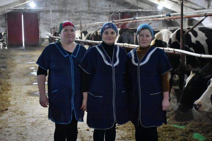 Кенәбашта алты робот сыер сава