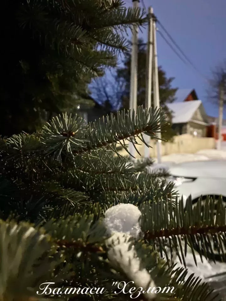 Чыршыларны чүплеккә ташларга ашыкмагыз!