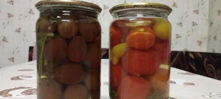 Рәмзия Әхмадуллинадан кишер яфрагы белән помидор маринадлау рецепты