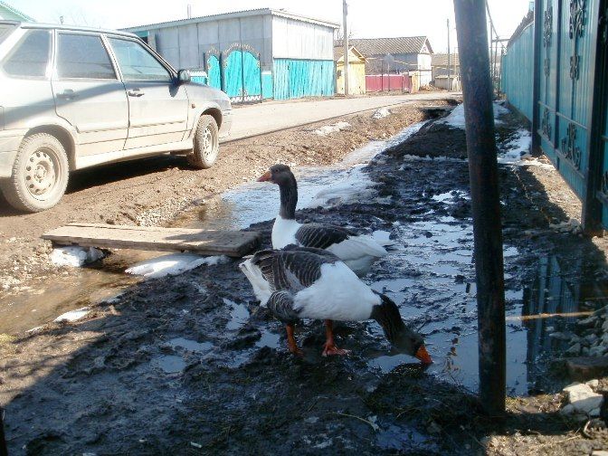 "Сездә каз да бармыни?!" (+фото)