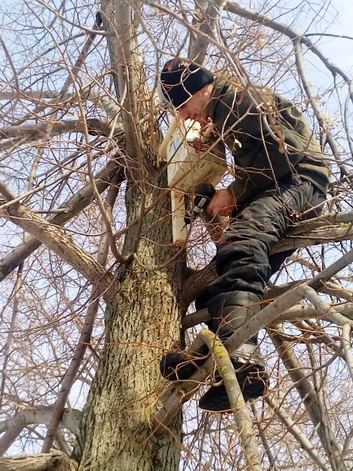 Салавыч балалар бакчасы... “Кызыл китап”ка кертелгән? Экологлар нәрсә ди?