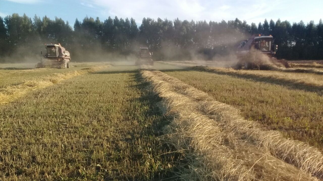 Кыр эшләре көндәлеге яки Көшкәтбаш басуларыннан фоторепортаж