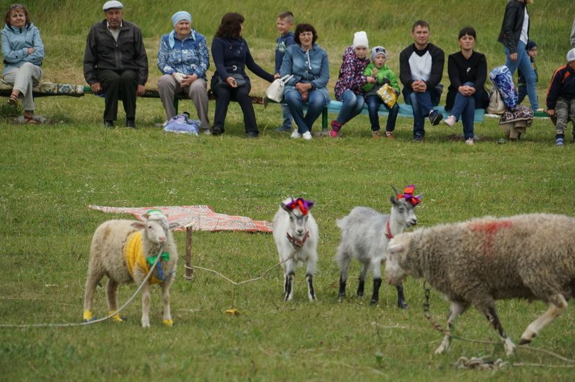 Карилеләр бәйрәм итә белә!