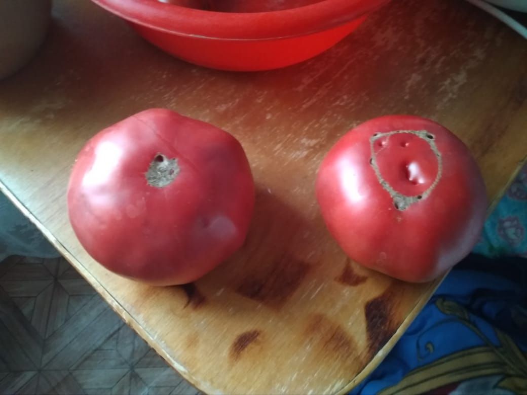 Балтачта кем гигант помидор үстерде?