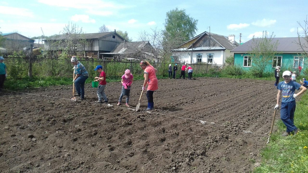 Инде күрше бәрәңге утырткан, соңа калмаска иде...