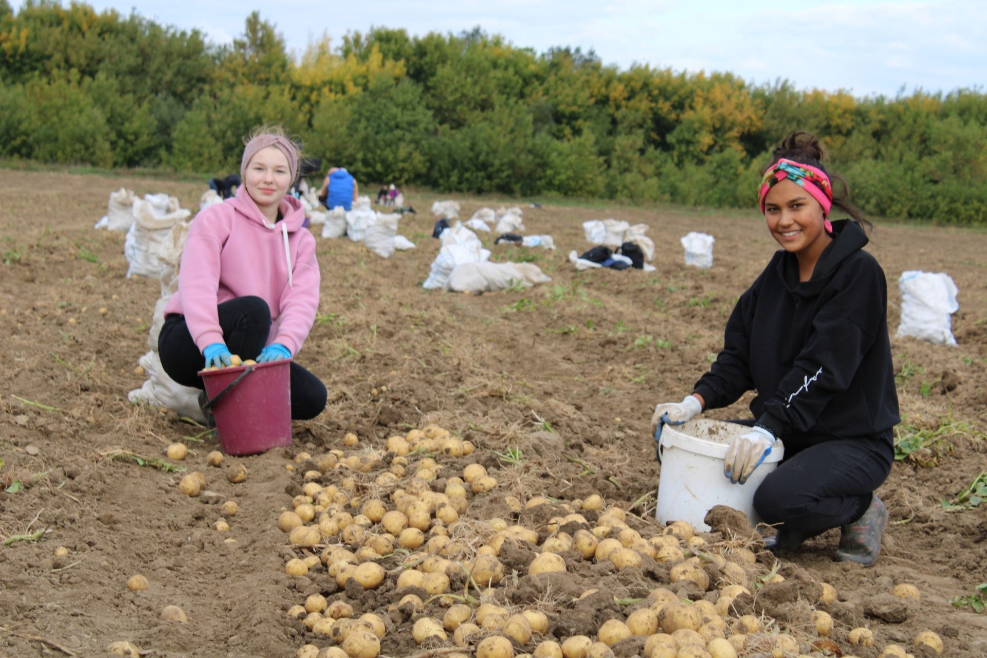 Бәрәңгенең төрлесе бар — шәмәхә, ак, сарысы (фото)