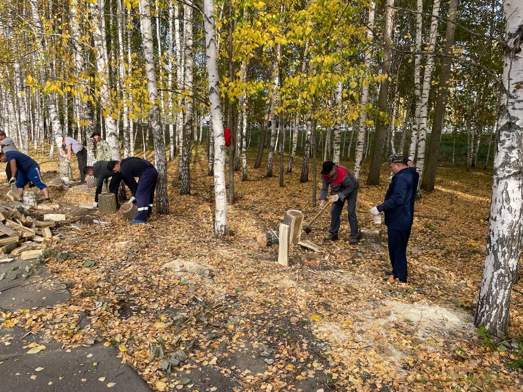 Балтачта карт агачларны кисеп, территорияне тәртипкә китерәләр (фото)