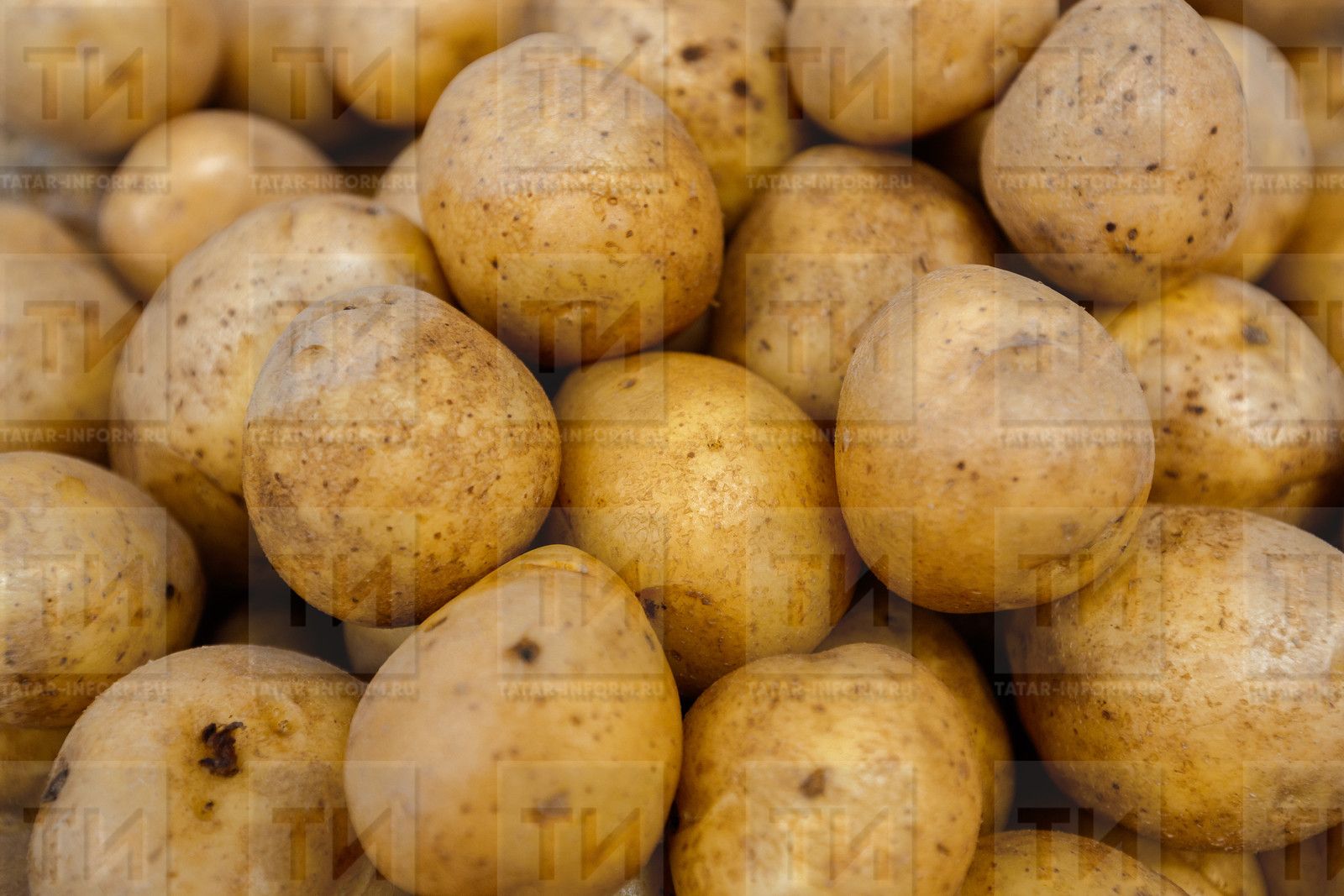 Эшне бәрәңге орлыгыннан башлыйк!