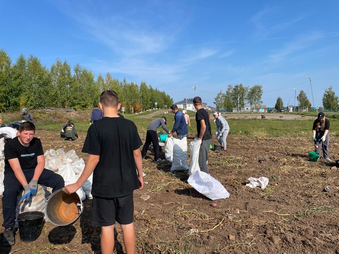 Арча аграр-сәнәгать һөнәр көллиятенең 2нче филиалы студентлары бүген өмә ясап, бәрәңге алдылар (фото)