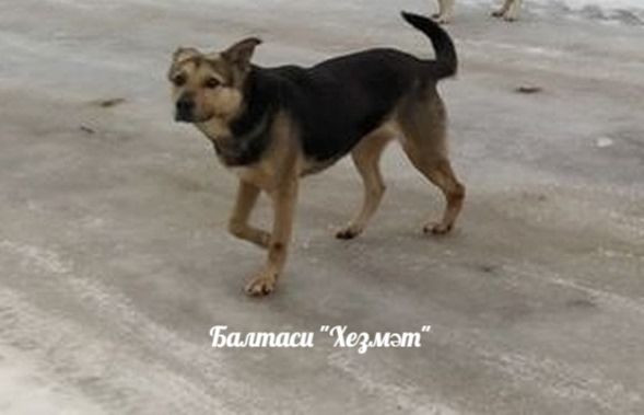 Бер балага хуҗасыз этләр ташланган. 9 яшьлек бала хастаханәдә