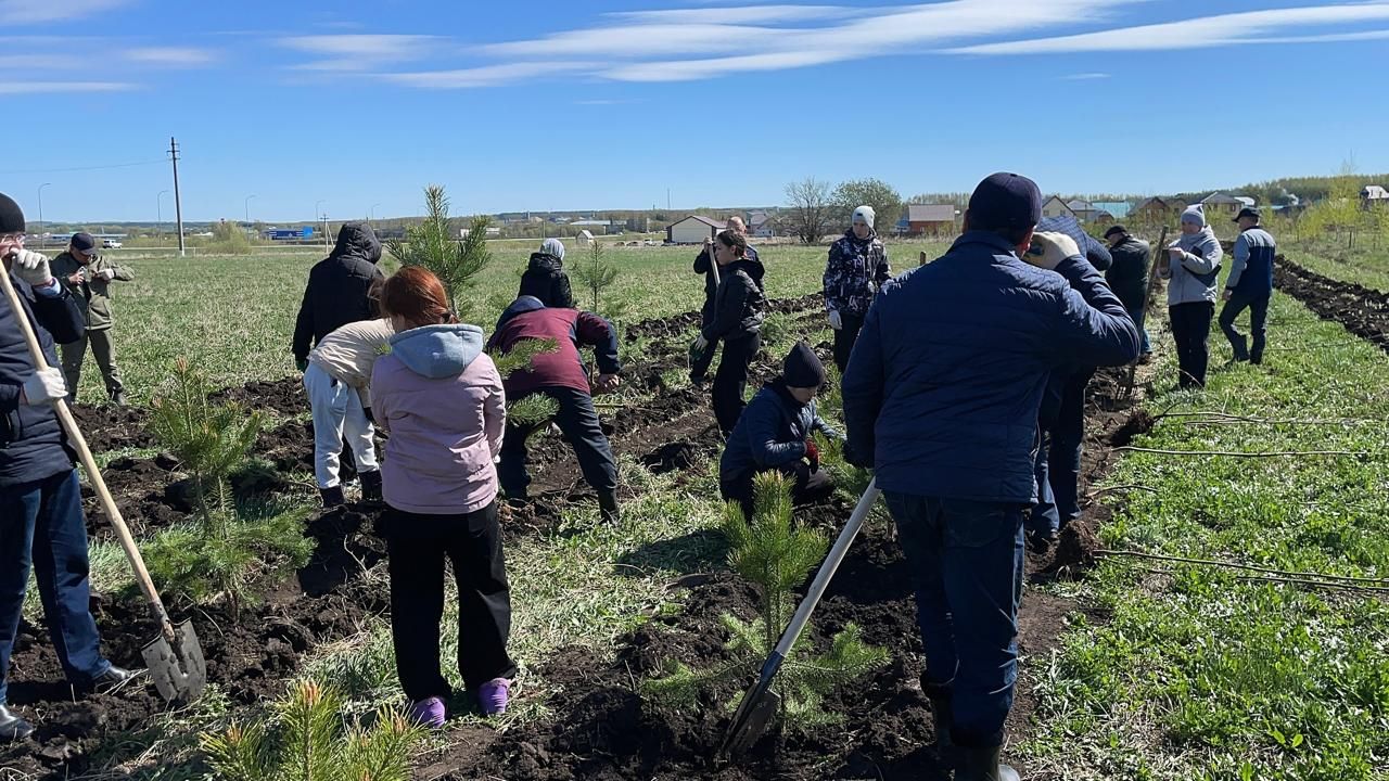 Бөек Җиңүнең 80 еллыгы уңаеннан Балтачта  җитәкчеләр агачлар утырттылар