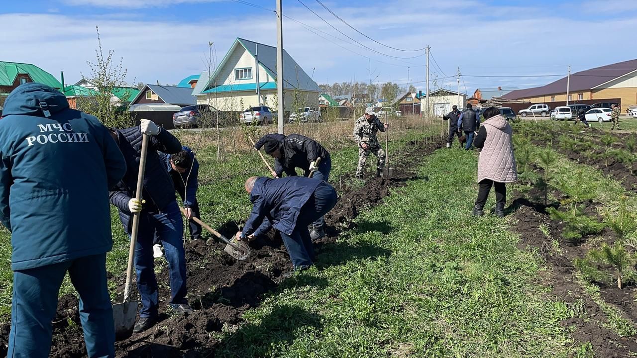 Бөек Җиңүнең 80 еллыгы уңаеннан Балтачта  җитәкчеләр агачлар утырттылар