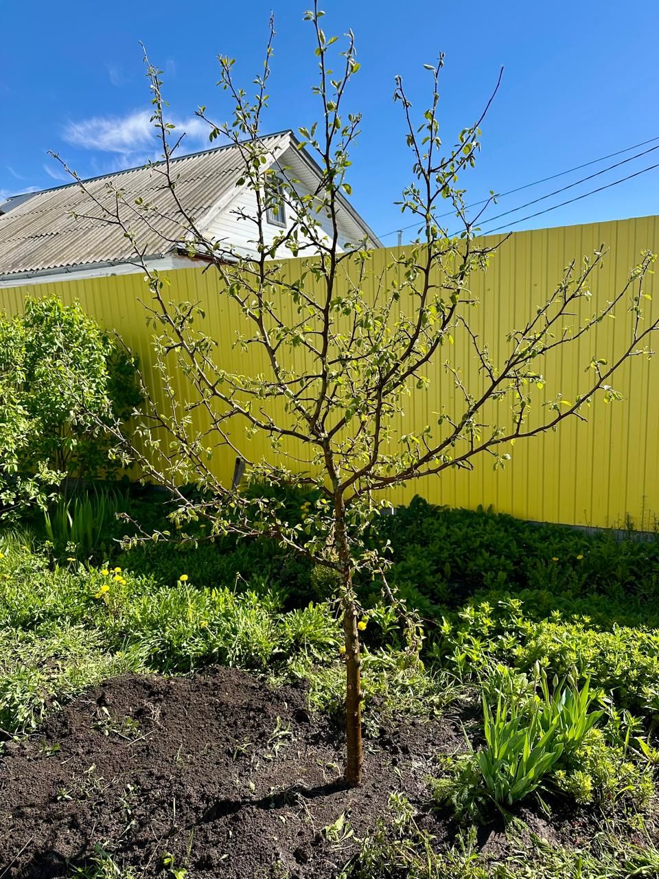 «Хезмәт»леләр изге эштә