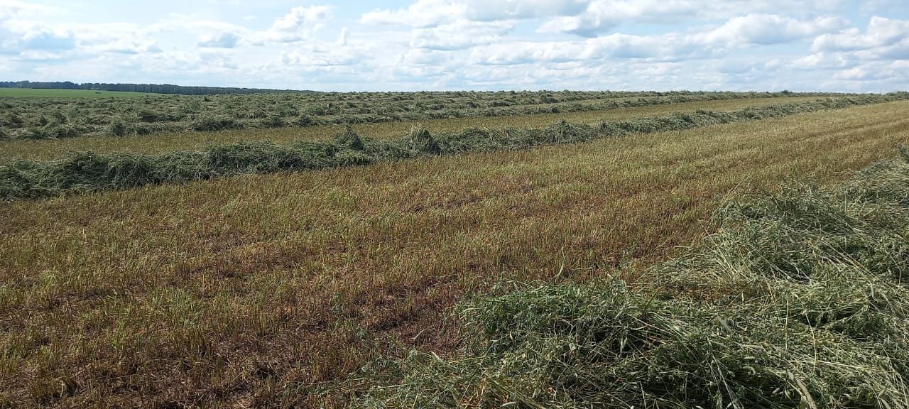 Алмаз Нәбиев терлек азыгы хәзерләү кампаниясе кысаларында үткәрелүче конкурсның икенче атна җиңүчесе булып танылды