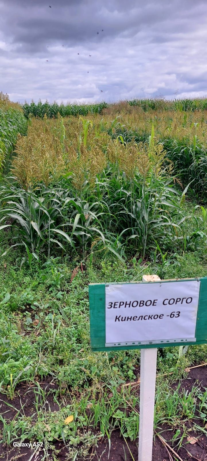 Бүген “Кызыл юл” җәмгыяте базасында кукуруз гибридлары белән таныштыру семинары узды