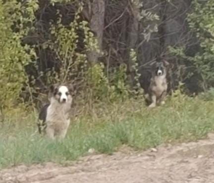 Әнисә ташландык этләргә, мәчеләргә ярдәм итә