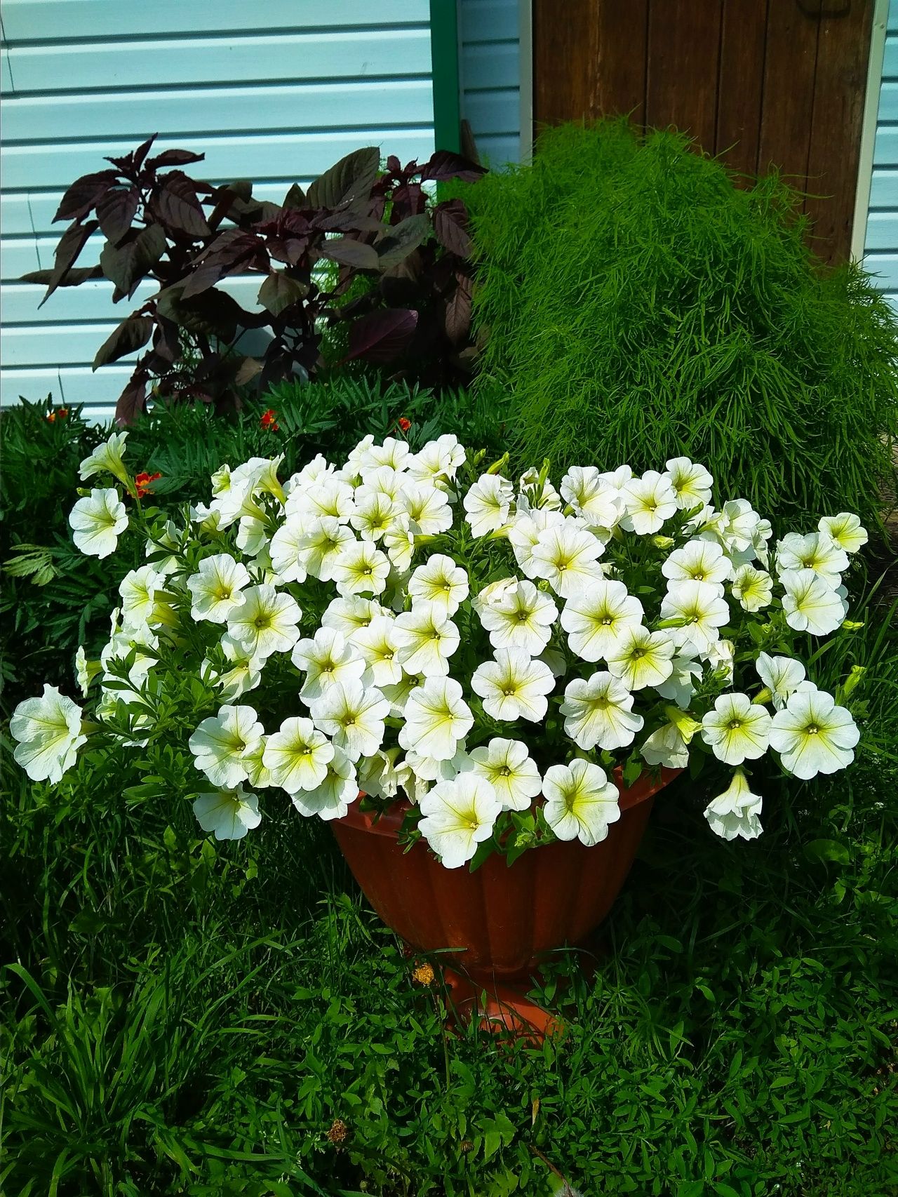 Петунияне ничек дөрес үстерергә –  иң кирәкле киңәшләр