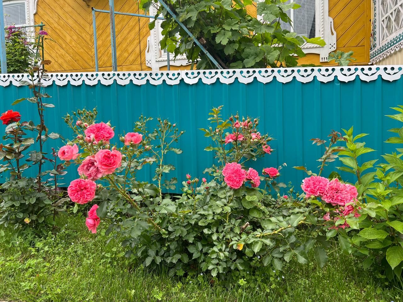 Лилиянең ишегалды - чәчәкләр патшалыгы