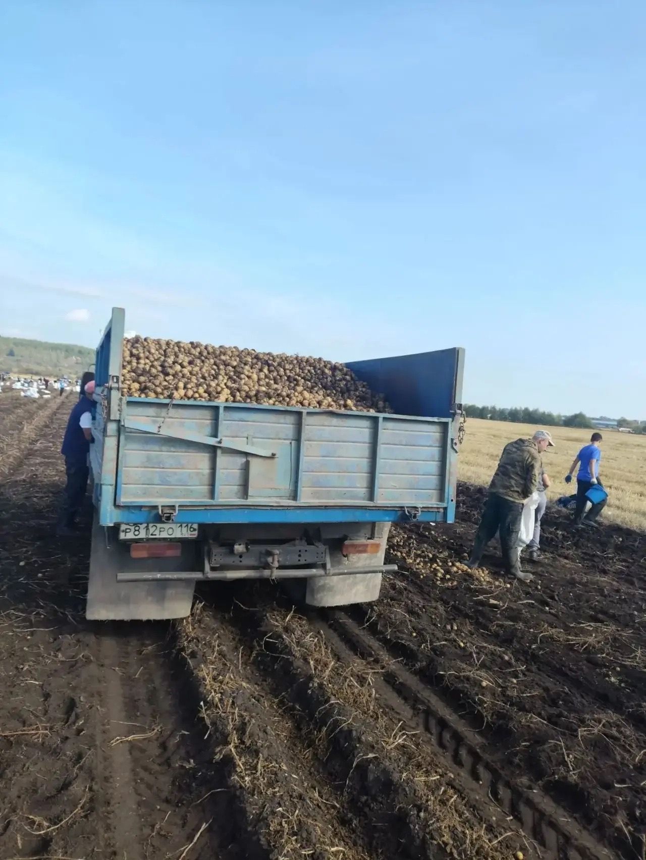 Тимирязев басуында гөрләтеп бәрәңге алалар