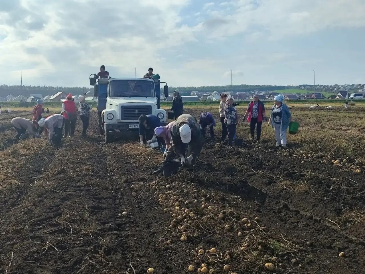 Тимирязев басуында гөрләтеп бәрәңге алалар